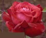 Realistic Red Rose unknow artist